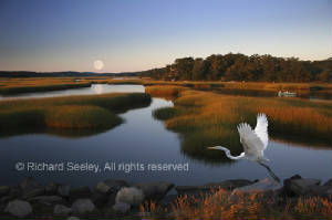 Marsh in the Morning