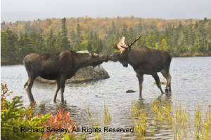 Moose Smooch