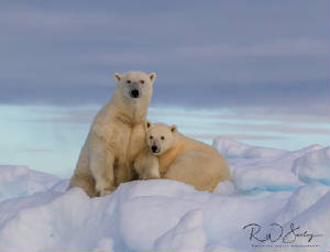 https://richardseeleyphotography.smugmug.com/Mammals/Bears/Polar-Bear/