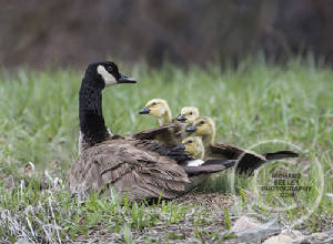 webassets/RichardSeeleyGawkingGoslings.jpg