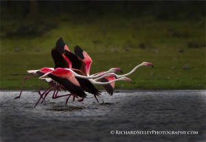 webassets/_MG_7799SmartObject-1C1GallopingFlamingos.jpg